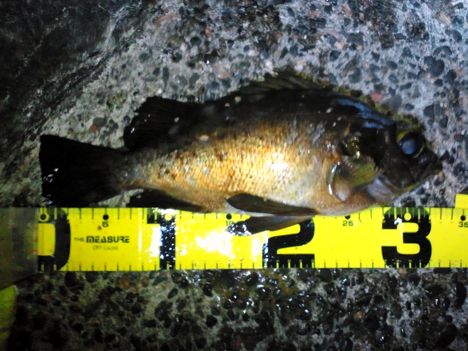 クロメバル33cm
