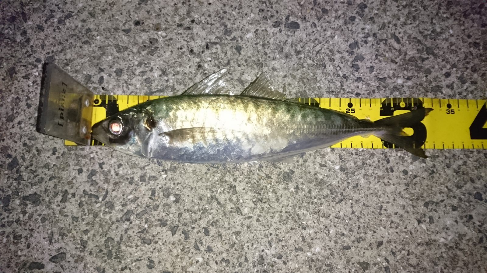 マアジ33cm