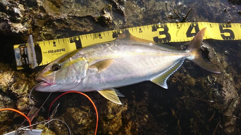 カンパチ43cm