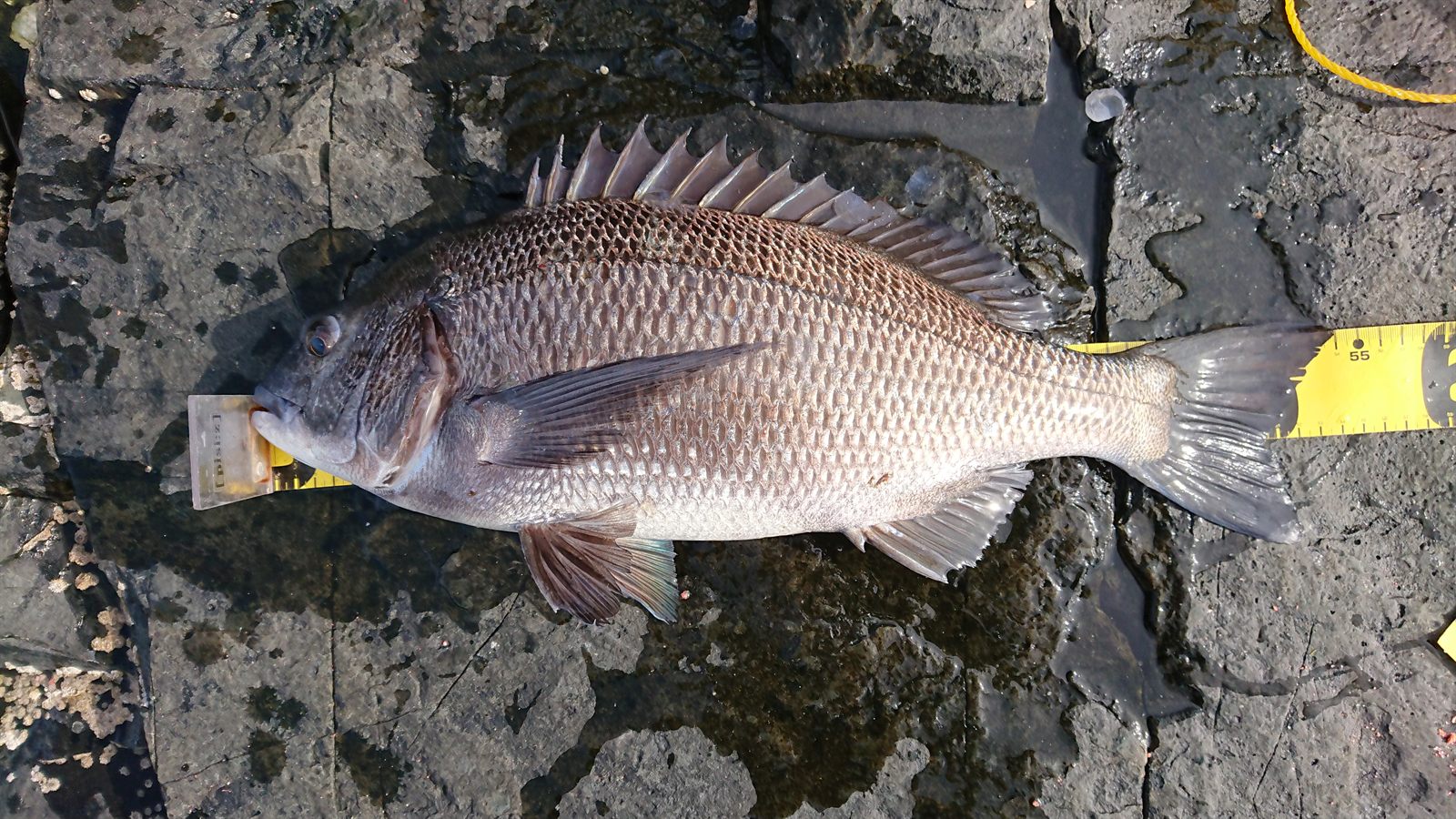 クロダイ54cm