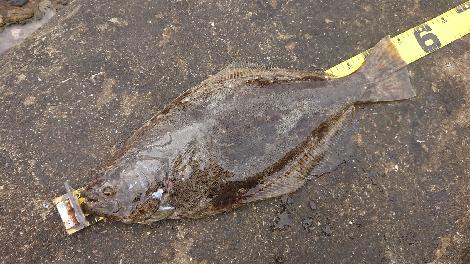 ヒラメ54cm