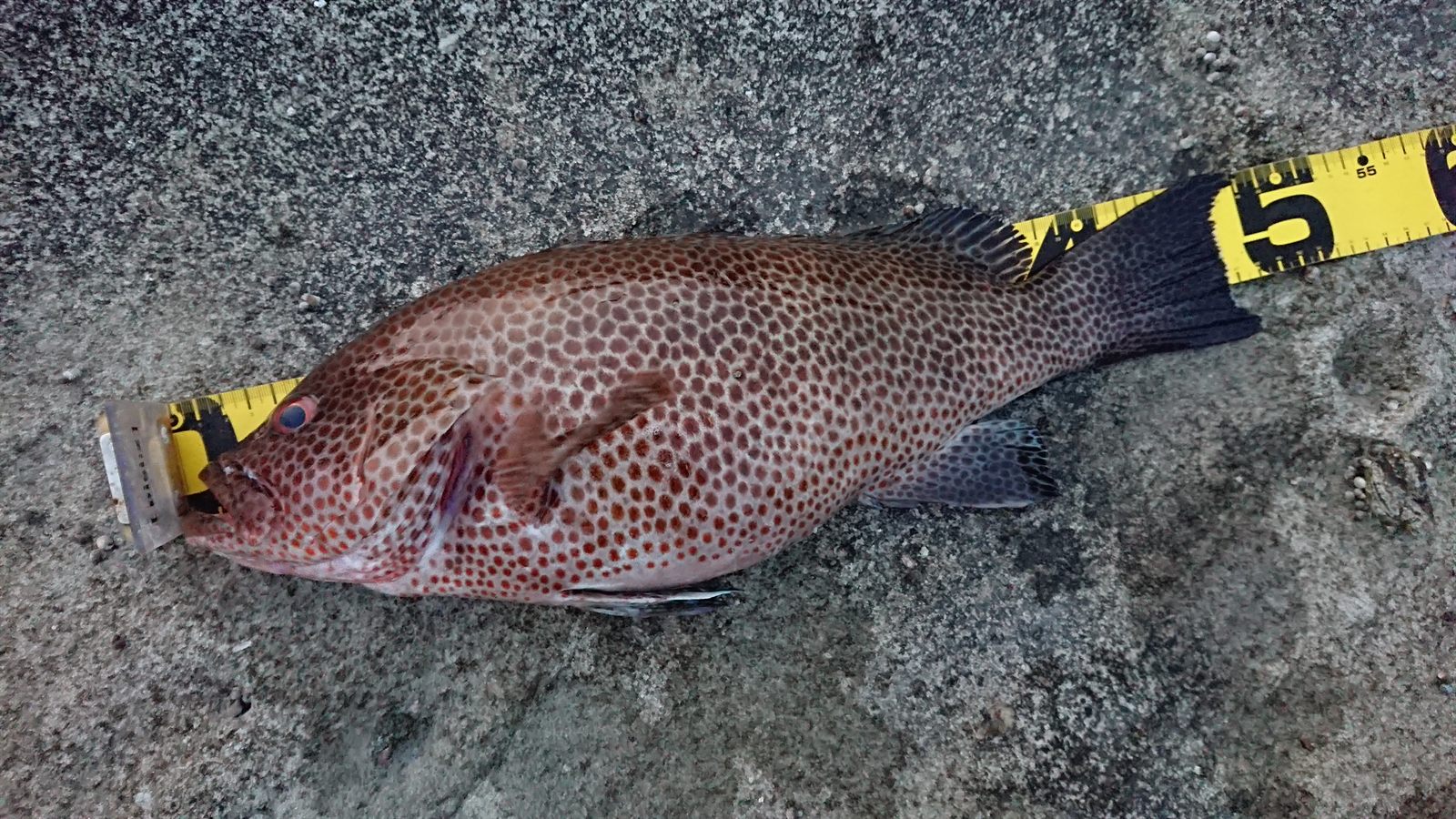 オオモンハタ48cm