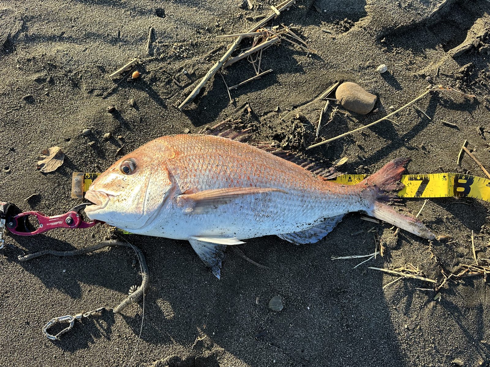 マダイ73cm