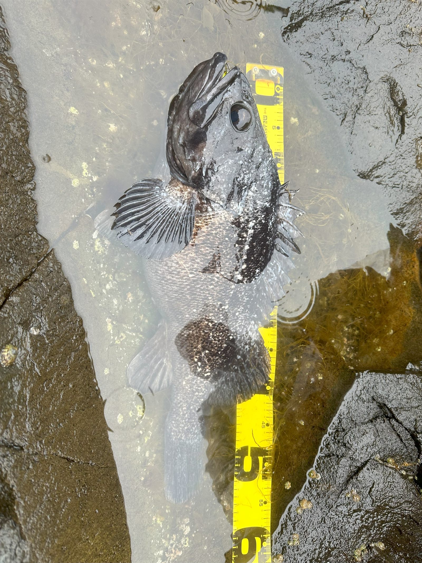 クロソイ55cm