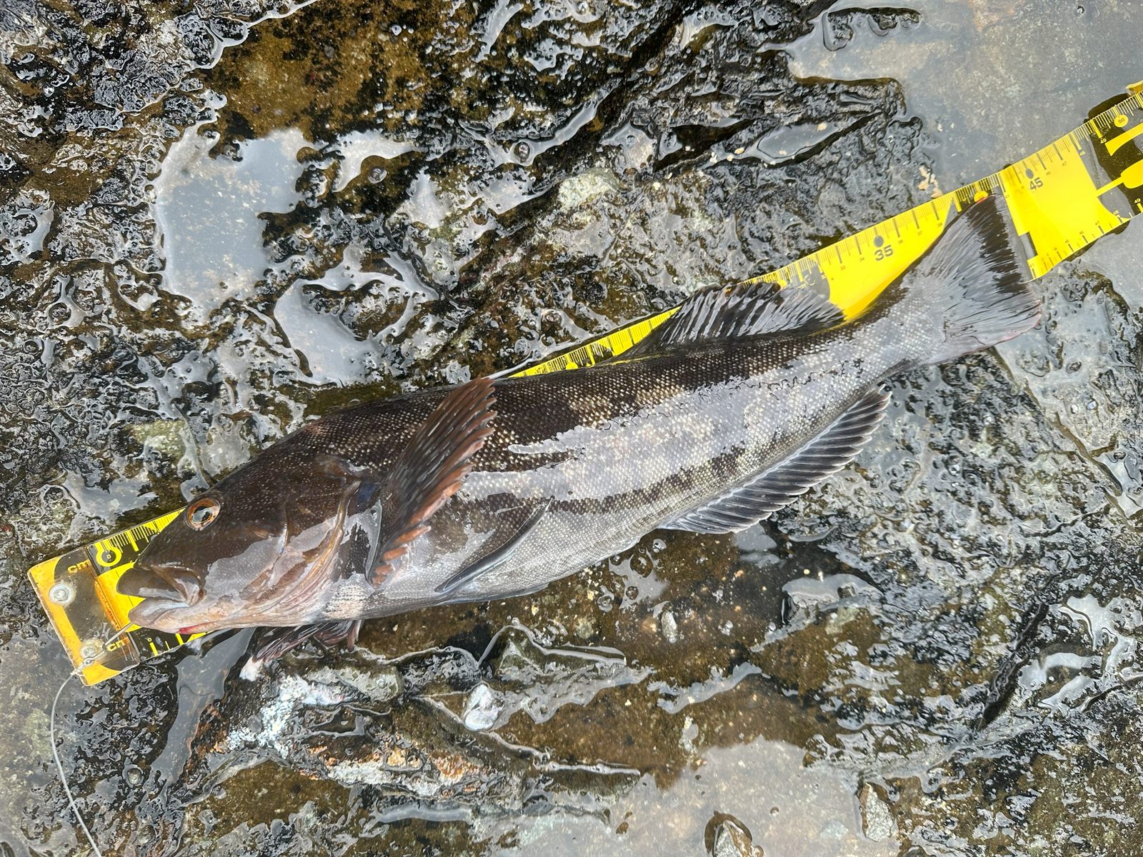 アイナメ41cm