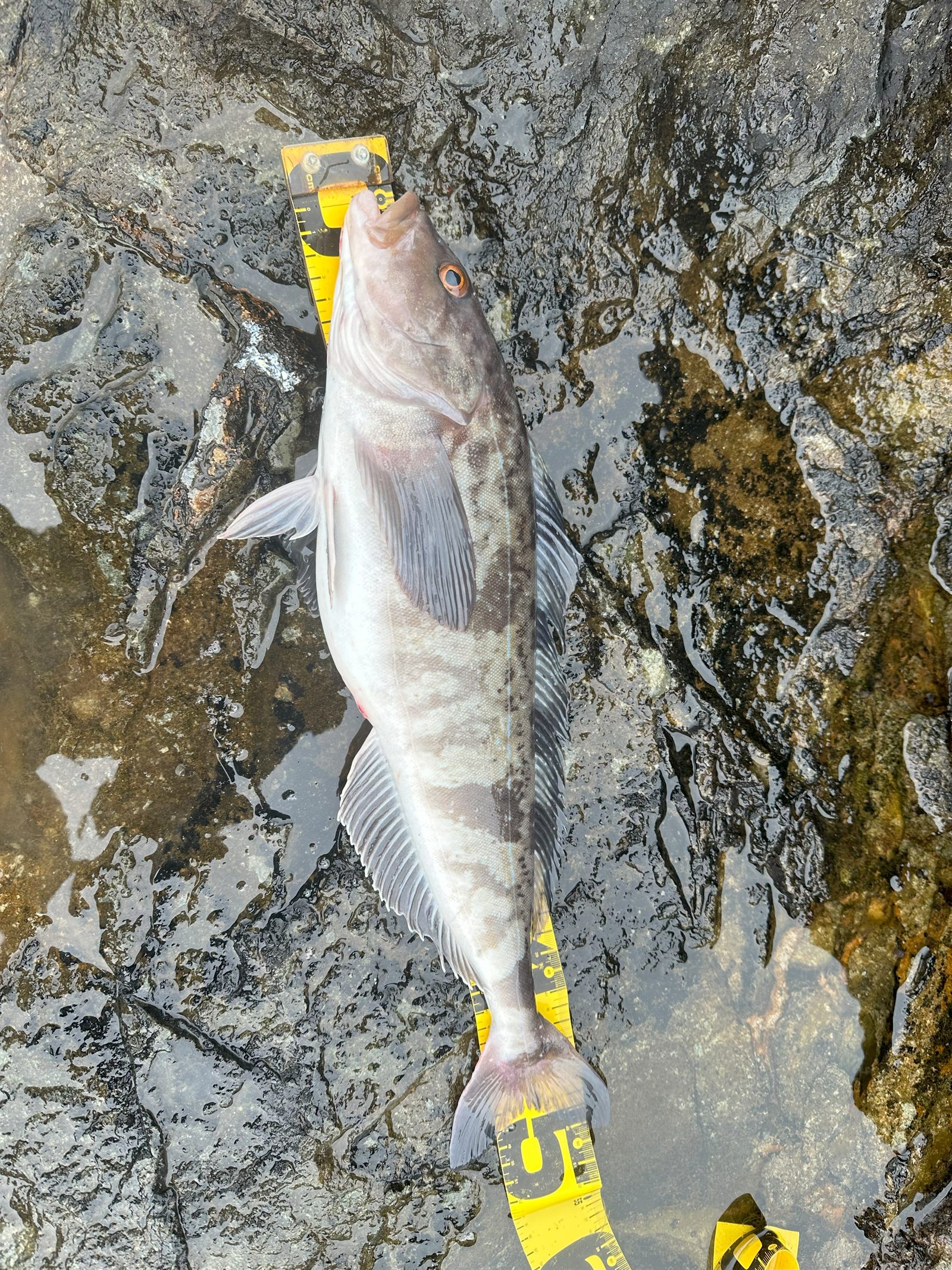ホッケ50cm