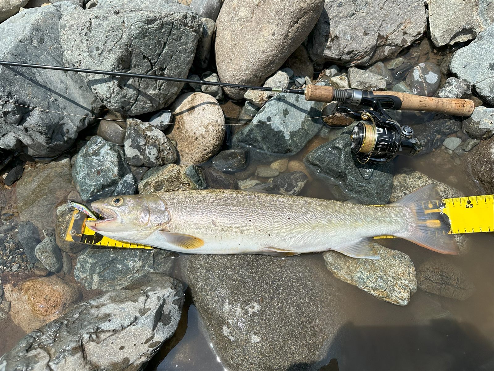 イワナ52cm
