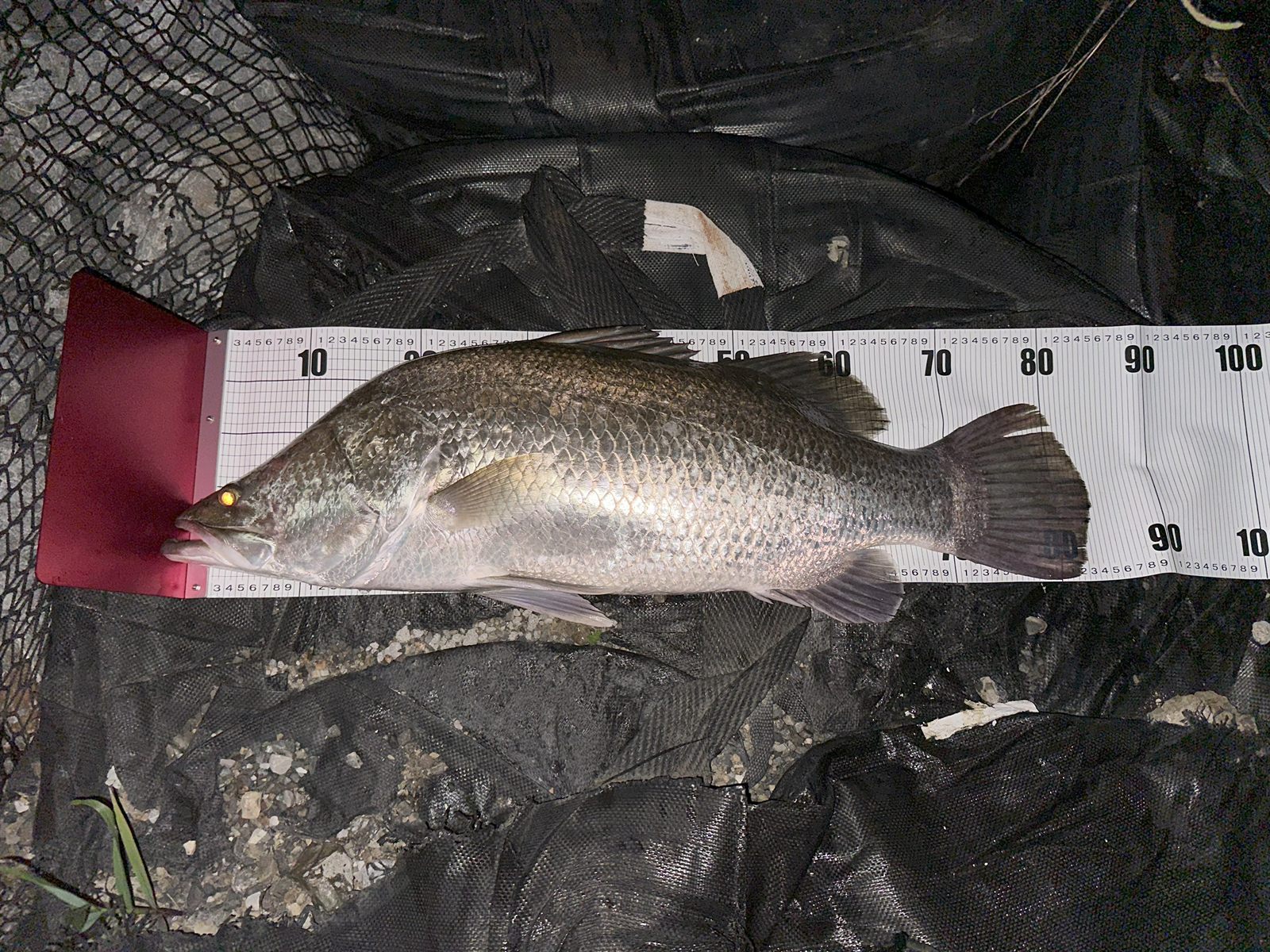 アカメ84cm