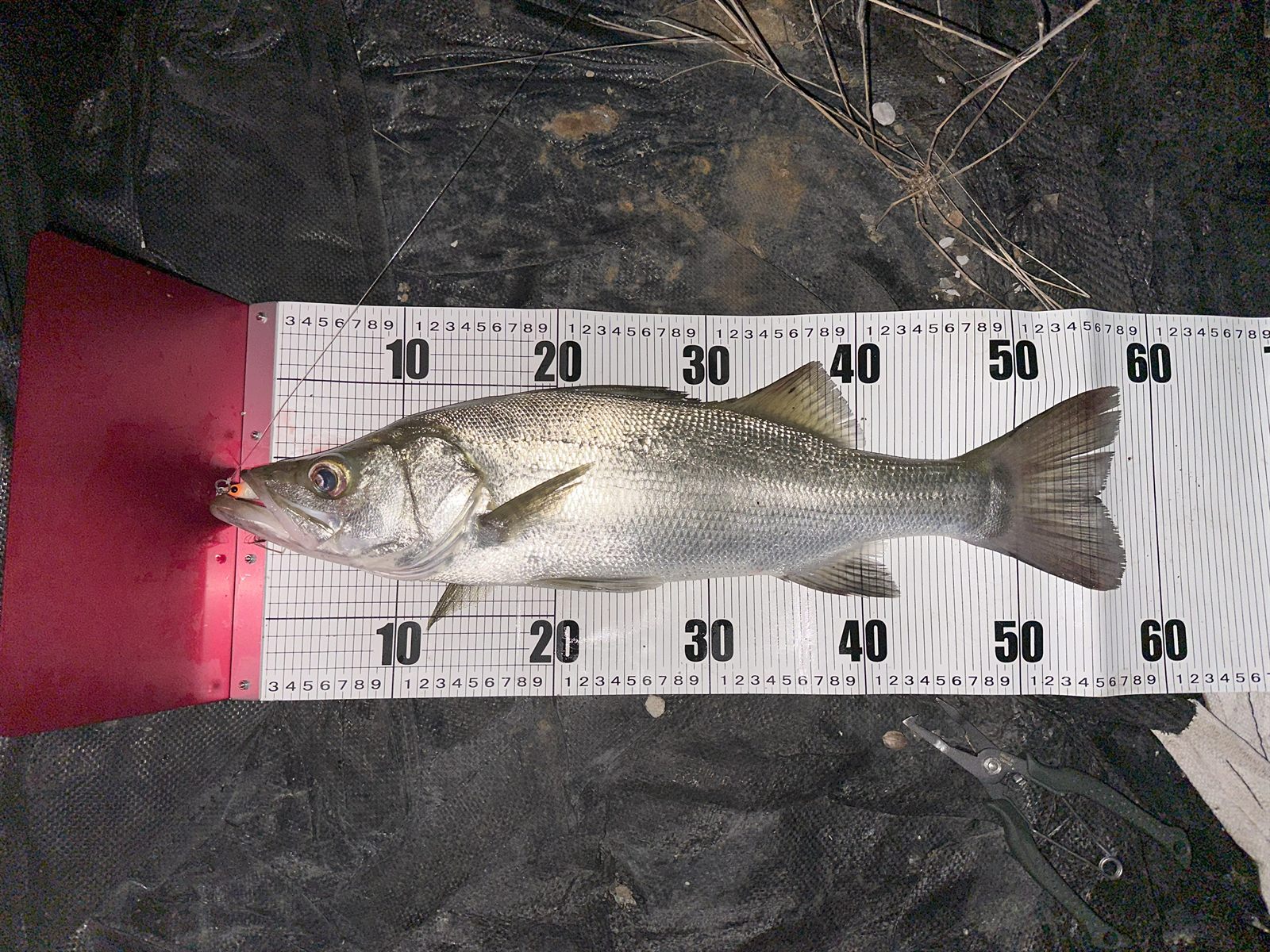 ヒラスズキ57.5cm