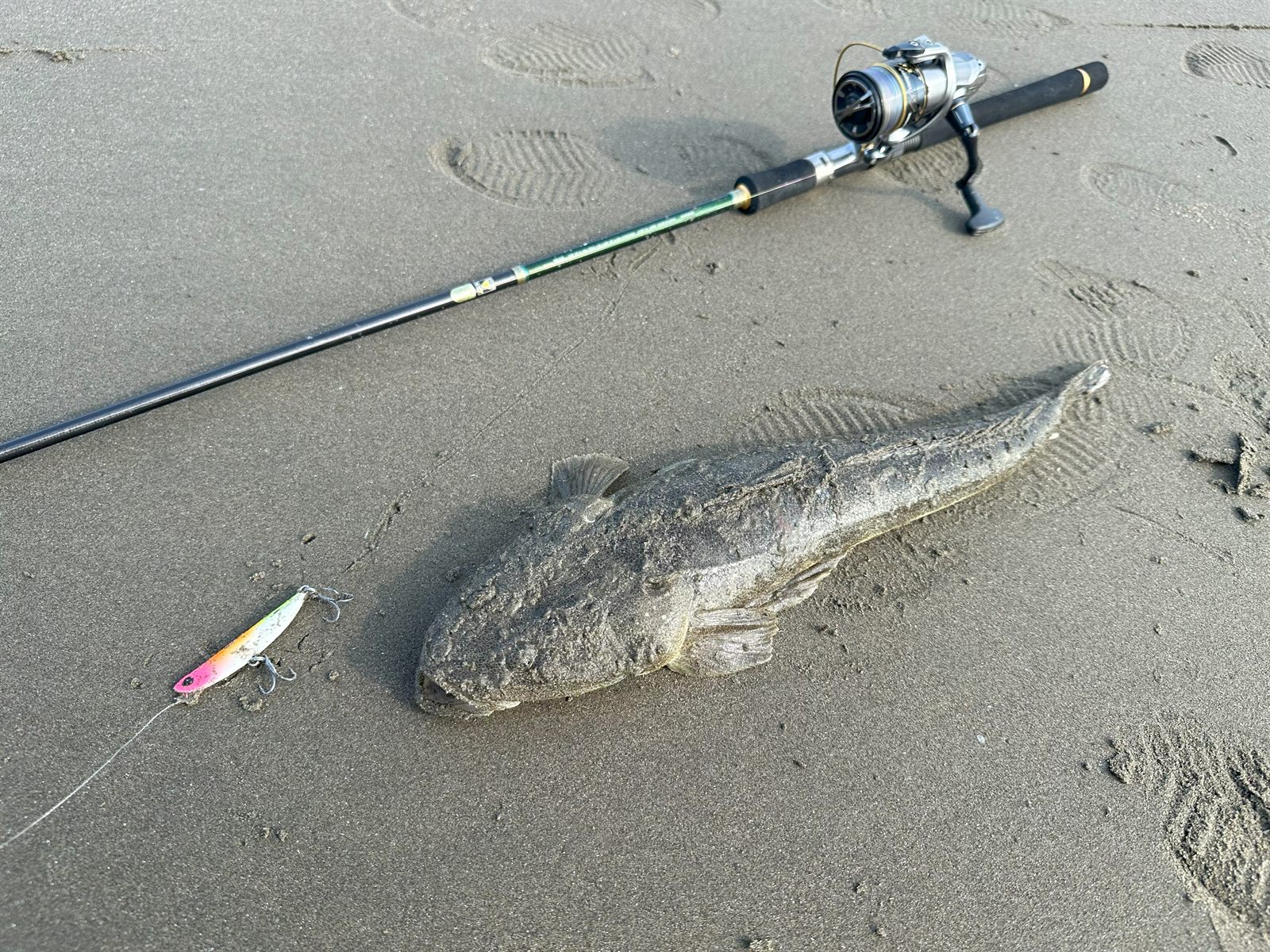 マゴチ50cm
